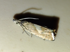 Dichrorampha chavanneana