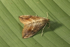 Evergestis rimosalis