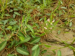 Alysicarpus vaginalis