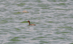 Tachybaptus ruficollis