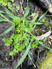 Hydrocotyle foveolata