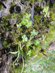 Hydrocotyle foveolata