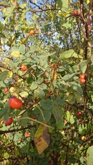 Rosa canina