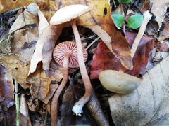 Laccaria bicolor