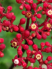 Leea guineensis
