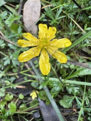Ranunculus glabrifolius