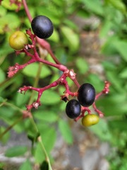 Leea guineensis