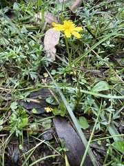 Ranunculus glabrifolius