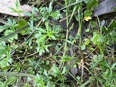 Ranunculus glabrifolius