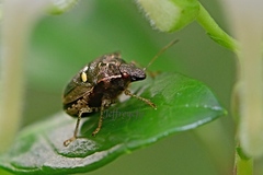 Eysarcoris