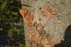 Thaumetopoea processionea