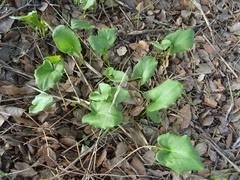 Arisarum simorrhinum