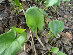 Arisarum simorrhinum