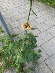 Leonotis nepetifolia