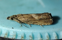Dichrorampha chavanneana