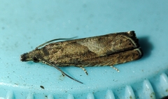Dichrorampha chavanneana
