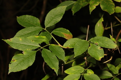 Sambucus nigra