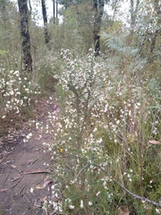 Olearia microphylla