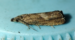 Dichrorampha chavanneana