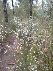 Olearia microphylla