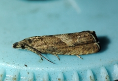 Dichrorampha chavanneana
