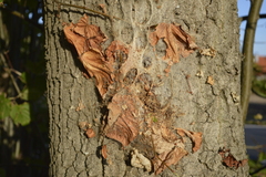 Thaumetopoea processionea