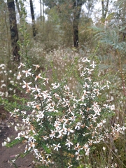 Olearia microphylla