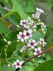 Paederia foetida