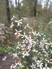 Olearia microphylla