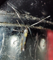 Euspilapteryx auroguttella