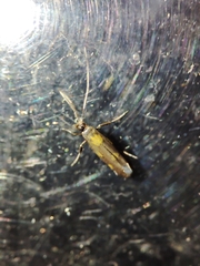 Euspilapteryx auroguttella