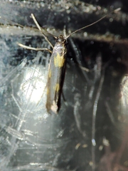 Euspilapteryx auroguttella