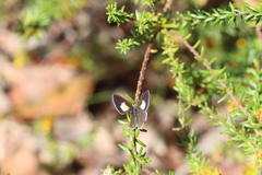 Candalides xanthospilos