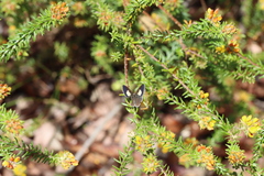 Candalides xanthospilos