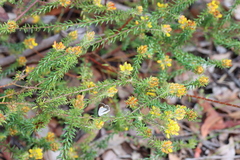 Candalides xanthospilos