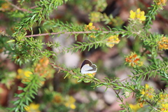 Candalides xanthospilos