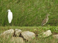 Ardeidae