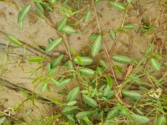 Alysicarpus vaginalis