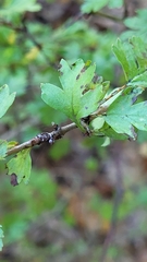 Crataegus laevigata