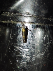 Euspilapteryx auroguttella