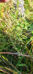 Galium