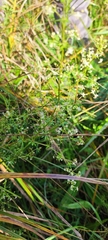 Galium