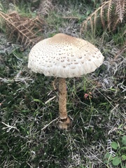 Macrolepiota procera