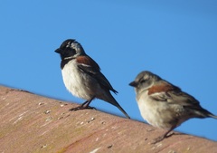 Passer melanurus melanurus