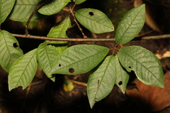 Prunus padus