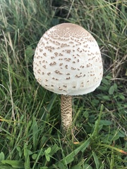 Macrolepiota procera