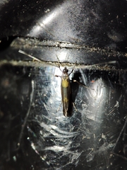 Euspilapteryx auroguttella