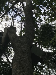 Gmelina leichhardtii