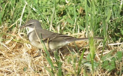 Motacilla capensis capensis