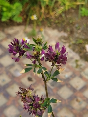 Medicago sativa